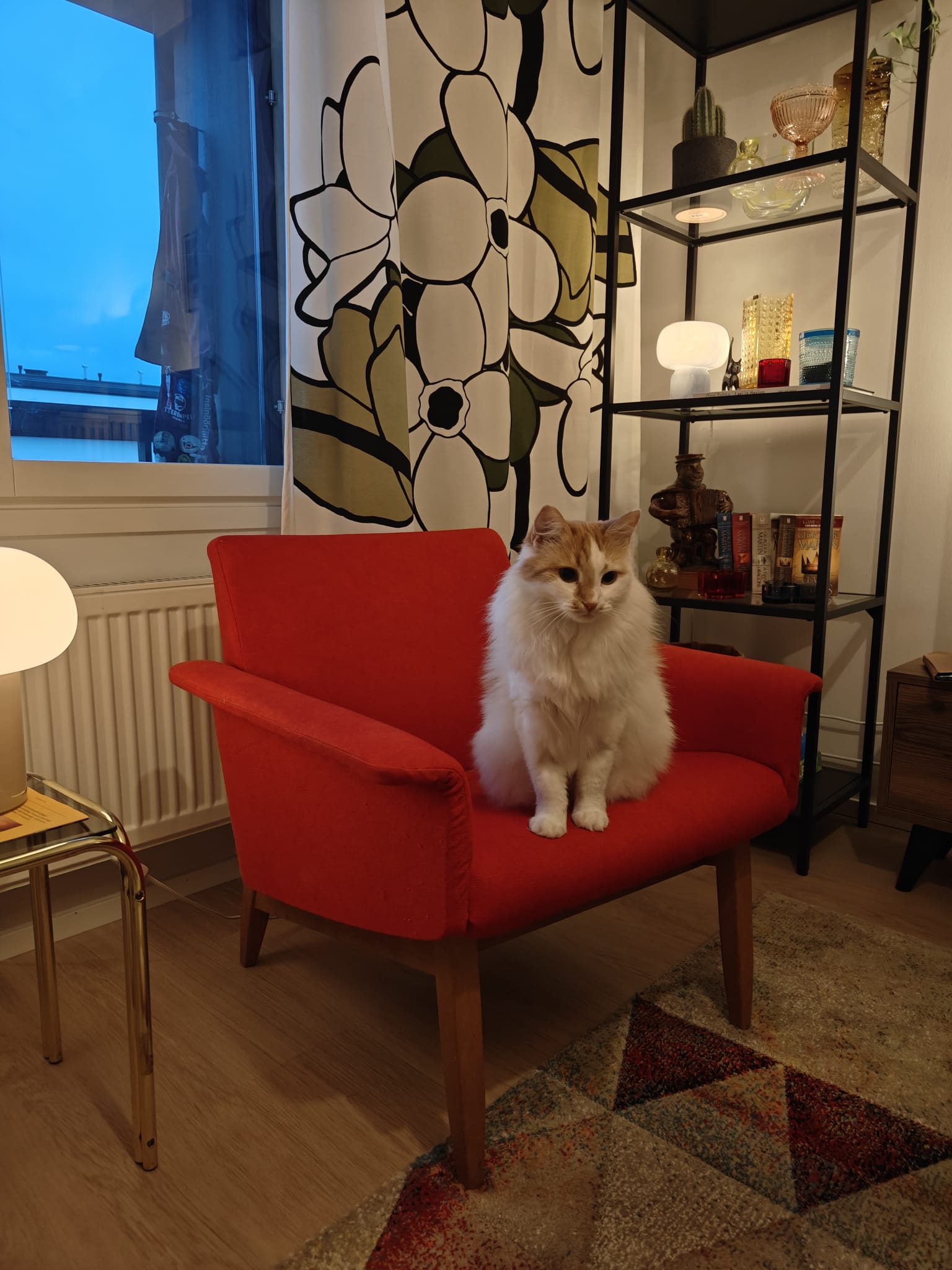 Kissa punaisessa nojatuolissa